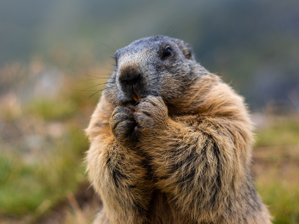 Groundhog day