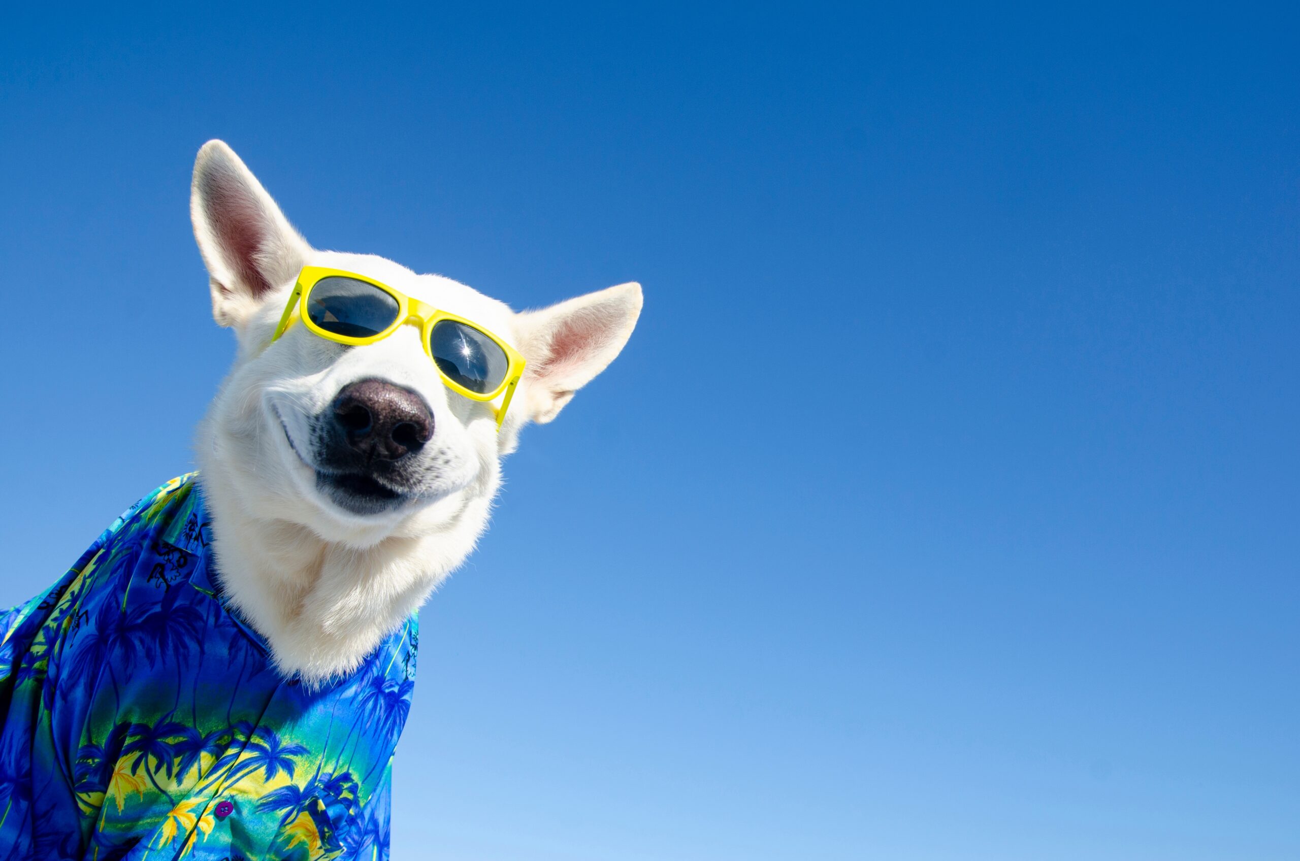 Options Trading: DataDog Is Ready for a Move Up